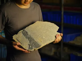湖北鳄，生物复苏的一次失败“冒险”1
