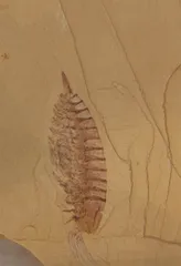 澄江动物群：劈开寒武纪的岩层2