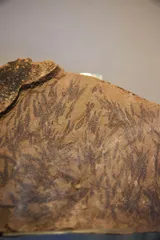 云南虫研究：探寻脊椎动物的先祖1