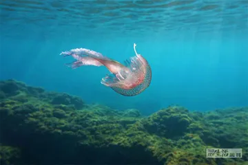 没脑子的动物也需要睡觉