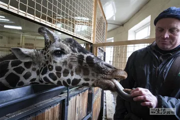 《企鹅的忧郁》：动物、语言与乌克兰4