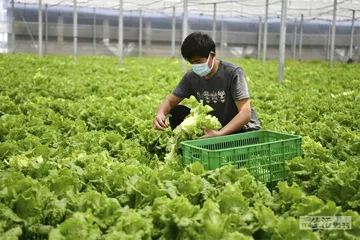 上海的蔬菜供应链6
