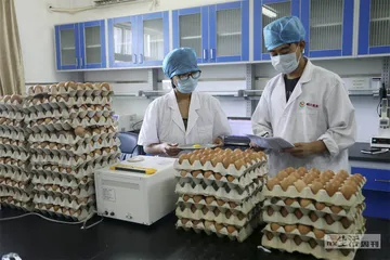 一只鸡蛋的历险记4