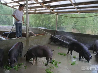 土猪供应链：“野味”工业化4