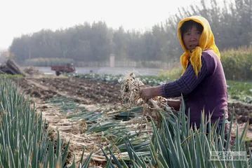 北京：大葱与茄子经历的囤菜风波3