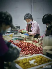 北京：大葱与茄子经历的囤菜风波6