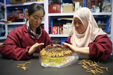 7名虫草采挖者遇难事件1