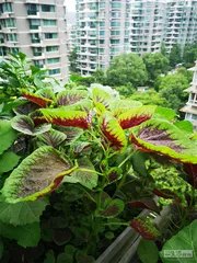 都市中的“阳台农夫”3