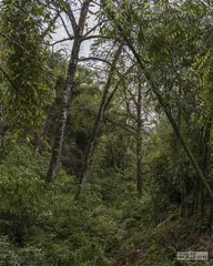 哀牢山科考40年：原始森林的价值与危险1