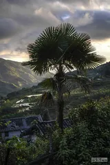 哀牢山科考40年：原始森林的价值与危险2