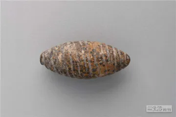 从西阴村启程，仰韶时代的交汇路口6