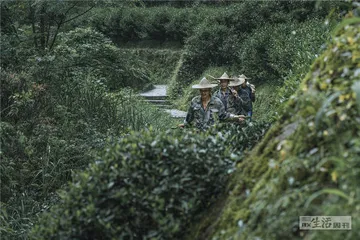 武夷红茶：工业化的路径