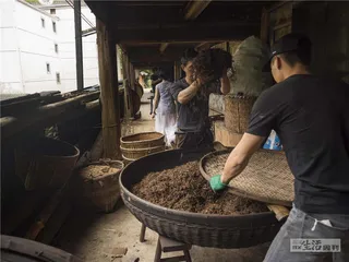 武夷红茶：工业化的路径2