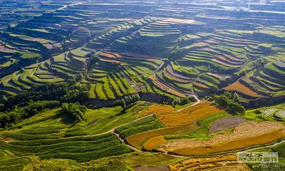 甘肃天水：全国水果种植已经西移