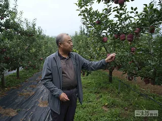 甘肃天水：全国水果种植已经西移3