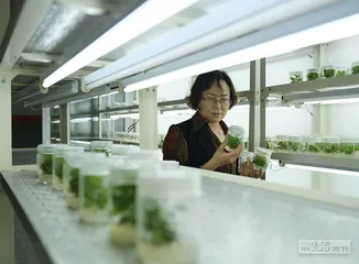 甘肃天水：全国水果种植已经西移4