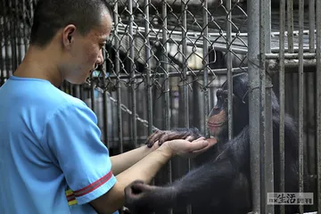当老虎被闲置：马戏之乡衰落记