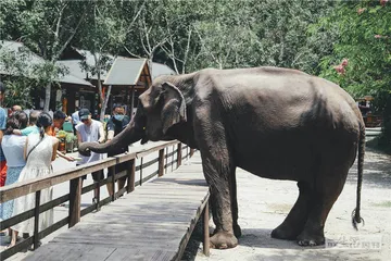 亚洲象北上背后的栖息地困境