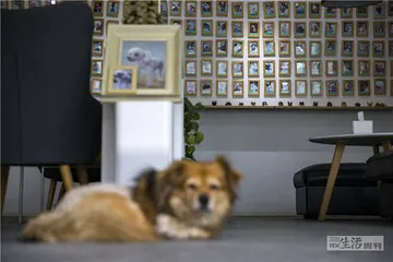 如何与爱宠体面地告别？