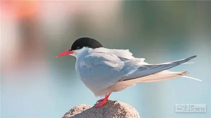 好消息·坏消息（1150）1