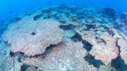 两极：深海科学家和摄影师讲述极地现状17