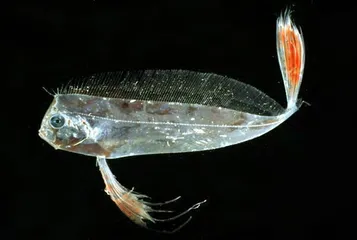 两极：深海科学家和摄影师讲述极地现状22