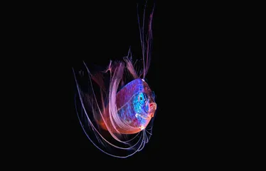 两极：深海科学家和摄影师讲述极地现状23