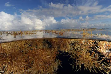 赤道：海洋生物的“大灭绝时代”