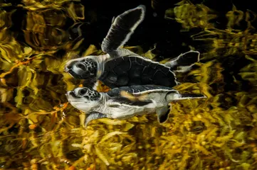 赤道：海洋生物的“大灭绝时代”1
