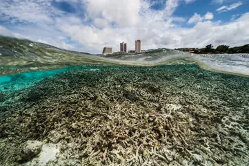 赤道：海洋生物的“大灭绝时代”5
