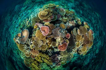 赤道：海洋生物的“大灭绝时代”6