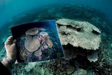赤道：海洋生物的“大灭绝时代”7
