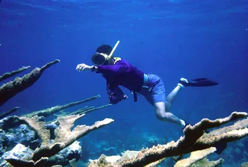 赤道：海洋生物的“大灭绝时代”8