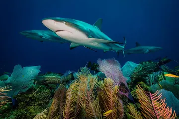 赤道：海洋生物的“大灭绝时代”9