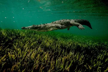 赤道：海洋生物的“大灭绝时代”10