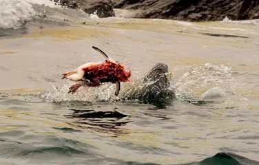 赤道：海洋生物的“大灭绝时代”11