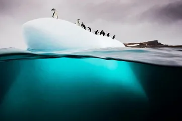 赤道：海洋生物的“大灭绝时代”13