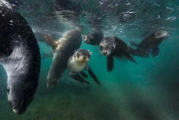 赤道：海洋生物的“大灭绝时代”16