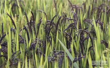 好消息·坏消息（1138）4