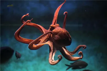 好消息·坏消息（1131）1