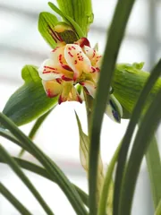 ​丽江兰花村沉浮4