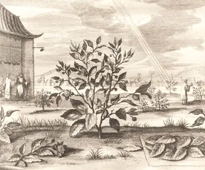 有记忆的茶3