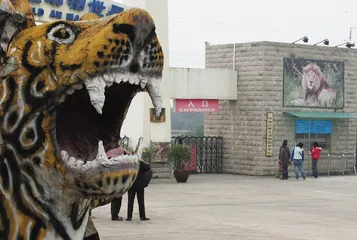 ​宜昌“打工”老虎的非正常死亡1