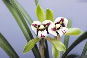 ​丽江兰花村沉浮