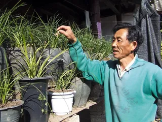​丽江兰花村沉浮2