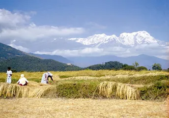 尼泊尔的农村3