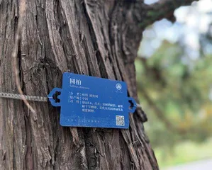 “过敏星人”的花粉阻击战3