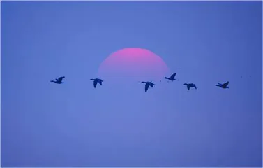 镜头里的生态守护者:用影像讲述自然的故事5