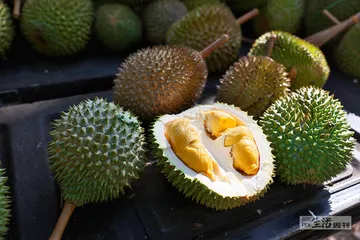 在槟城实现榴莲自由