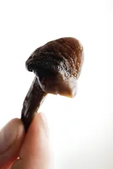 长白山寻食记7